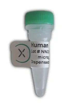 Human Factor XIII