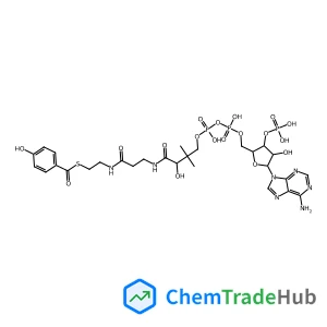 4-HYDROXYBENZOYL COENZYME A